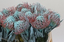 Левкоспермум Paint Naomi дл.40 1шт