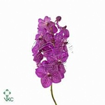 Орхидея Vanda Kan Mag Pink 16шт (A) (A)