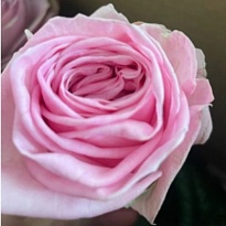 Роза Зайна одноголовая (МЦ) дл.60 10шт/уп