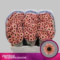 Хризантема сантини Yin Yang Smokey 25шт