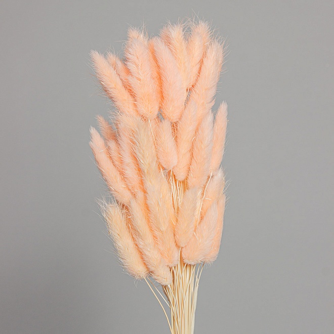 Лагурус сухоцвет 60шт h60-70см коралловый
