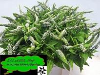 Лизимахия Clethroides 10шт
