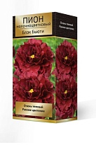 Пион молочноцветковый Блэк Бьюти 2/3 1шт