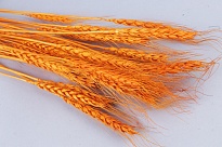 Пшеница сухоцвет, 40г, оранжевый
