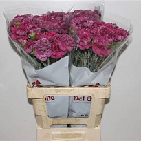 Гвоздика Hypnosis 20шт