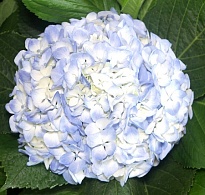 Гортензия Condor Andino Sas Light Blue дл.PREMIUM 1шт