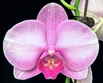 Орхидея Фален. Селена 1ст d12 h70-80 10шт