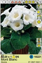 Глоксиния Монблан 5/6 1шт*