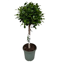 Фикус Мокламе стем d30 h120 1шт
