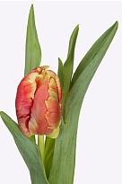 Тюльпан Pa Dee Jay Parrot 10шт