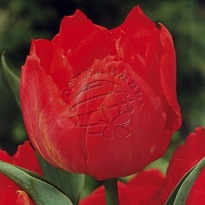 Тюльпан Viking 50шт