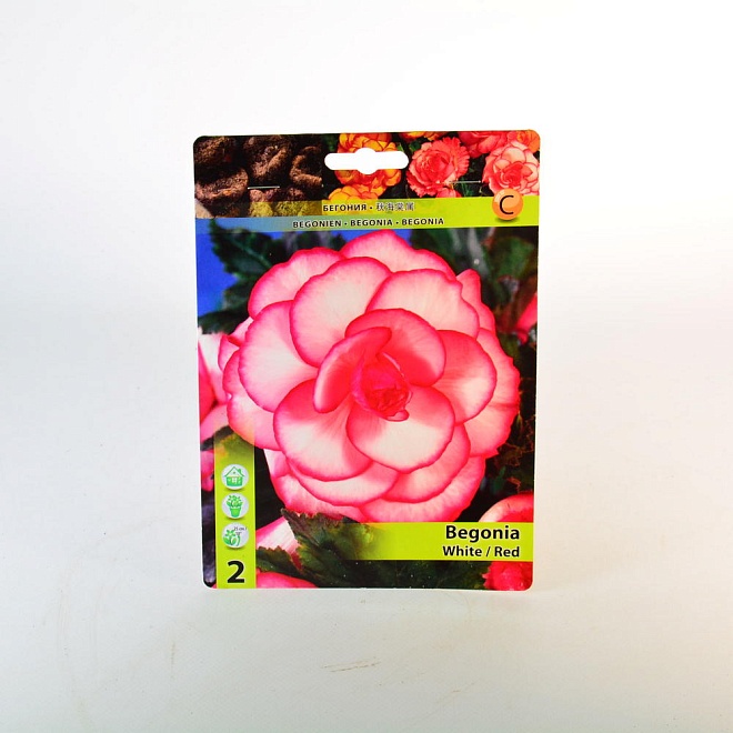 Бегония Пикоти Бело-Красная 5/6 2шт*
