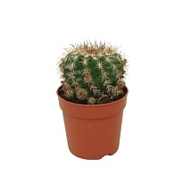 Кактус Пародия Майранана d7 h10 12шт