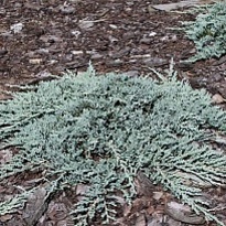 Можжевельник (Juniperus) горизонт. Айс Блю 2л h20-25 1шт