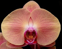 Орхидея Фален. Эпл Пай 2ст d12 h55 6шт