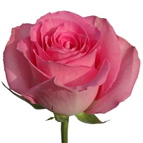 Роза Flor Hermosa Sweet Unique дл.80 25шт