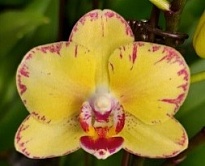 Орхидея Фален. Дайкири 1ст d10 h50-55 10шт