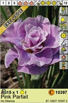 Ирис Пинк Парфе Сиб. 1шт*