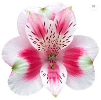 Альстромерия Tessa Hot Shot дл.60 10шт