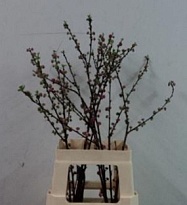 Прунус Triloba кустов дл.80 1шт