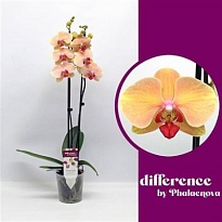 Орхидея Фален. Марианна 2ст d12 h65 10шт