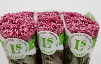 Хризантема сантини Miri 25шт