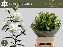 Лилия Dbl Bowl Of Beauty 3+ 10шт