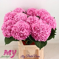 Гортензия My Beautifull Vienna дл.65 d19-20 1шт