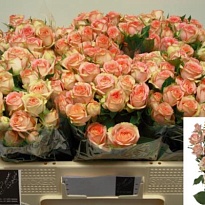 Роза кустовая Azore дл.50 10шт