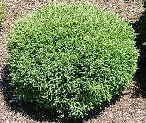 Туя (Thuja) западная Мистер Боулинг Болл 5л h40-50 8шт