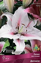 Лилия восточная Дигнити 12/14 2шт