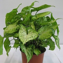 Сингониум Эрроу d12 h25 8шт