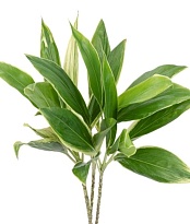 Кордилина Green (К) дл.60 10шт