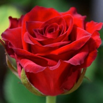 Роза Con Amore (Ц) дл.50 10шт