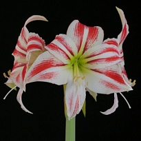 Гипеаструм Ambiance 1шт