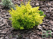 Барбарис (Berberis) тунб. Эвита d9 h20-30 18шт