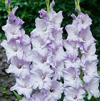 Гладиолус Sweet Blue 5шт