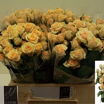 Роза кустовая Trinity дл.40 10шт