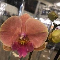 Орхидея Фален. Спаркс 2 ст d12 h60 10шт