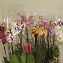 Орхидея Фален. микс Промо 3 ст d12 h60 10шт
