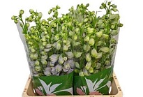 Дельфиниум Aurora Lavender 10шт