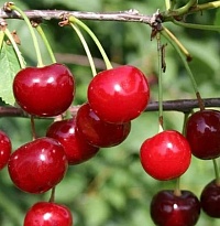 Вишня Краса Севера (дюк)/подв. клоновый/С 1шт