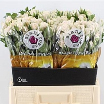 Роза кустовая Royal Porcelina дл.60 10шт