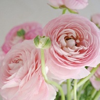 Лютик Light Pink Sup 10шт