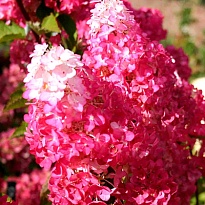 Гортензия (Hydrangea) мет. Фрайз Мельба d17 h20-40 1шт