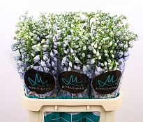 Дельфиниум Do Triton Lavender 10шт