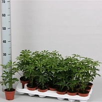 Шеффлера Лузеана d9 h20 12шт