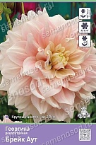 Георгина декоративная Брейк Аут 1шт