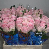 Роза Babyface дл.40 20шт