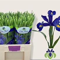 Ирис Blue 50 шт